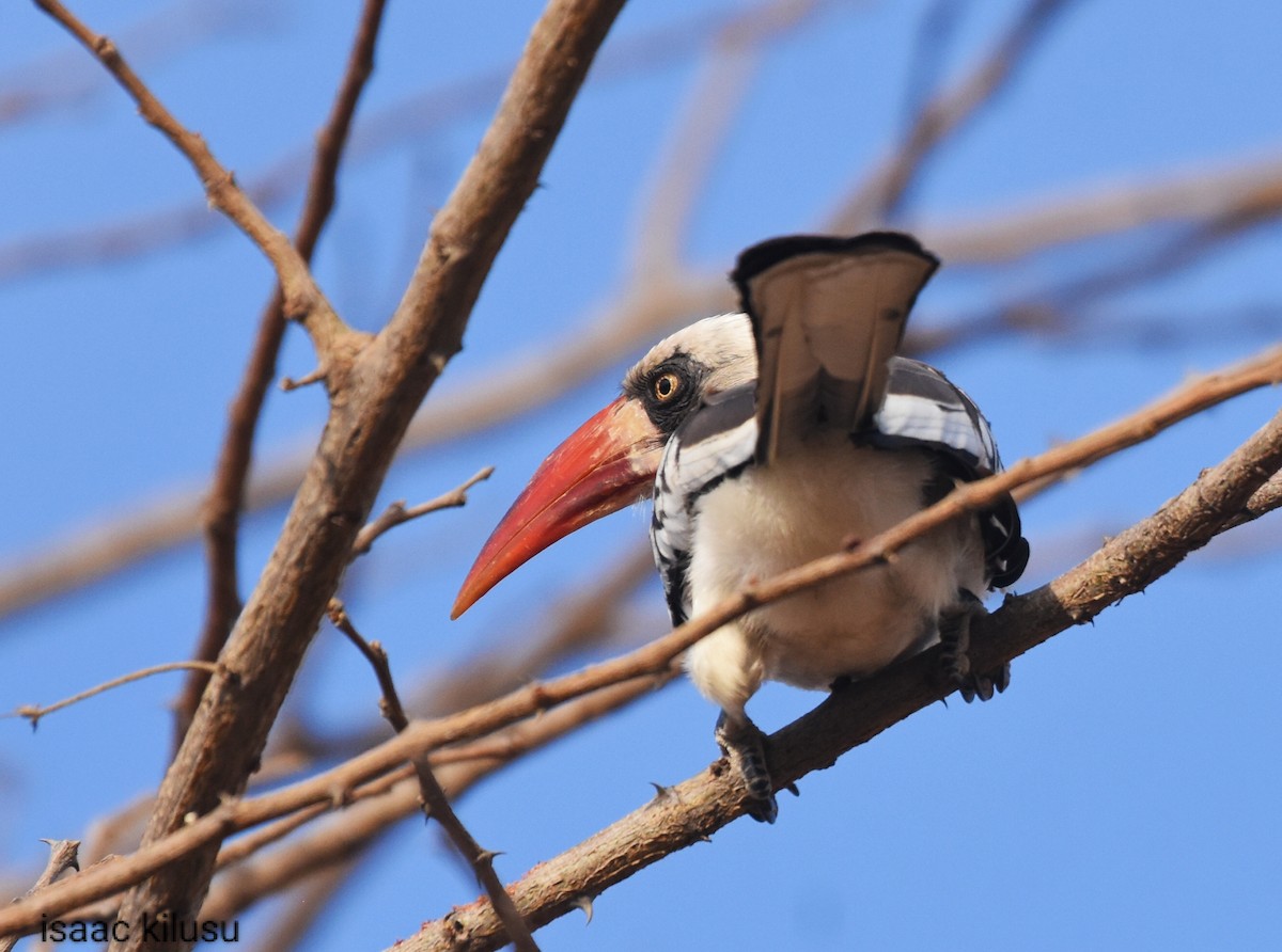 Tanzanian Red-billed Hornbill - ML623640404