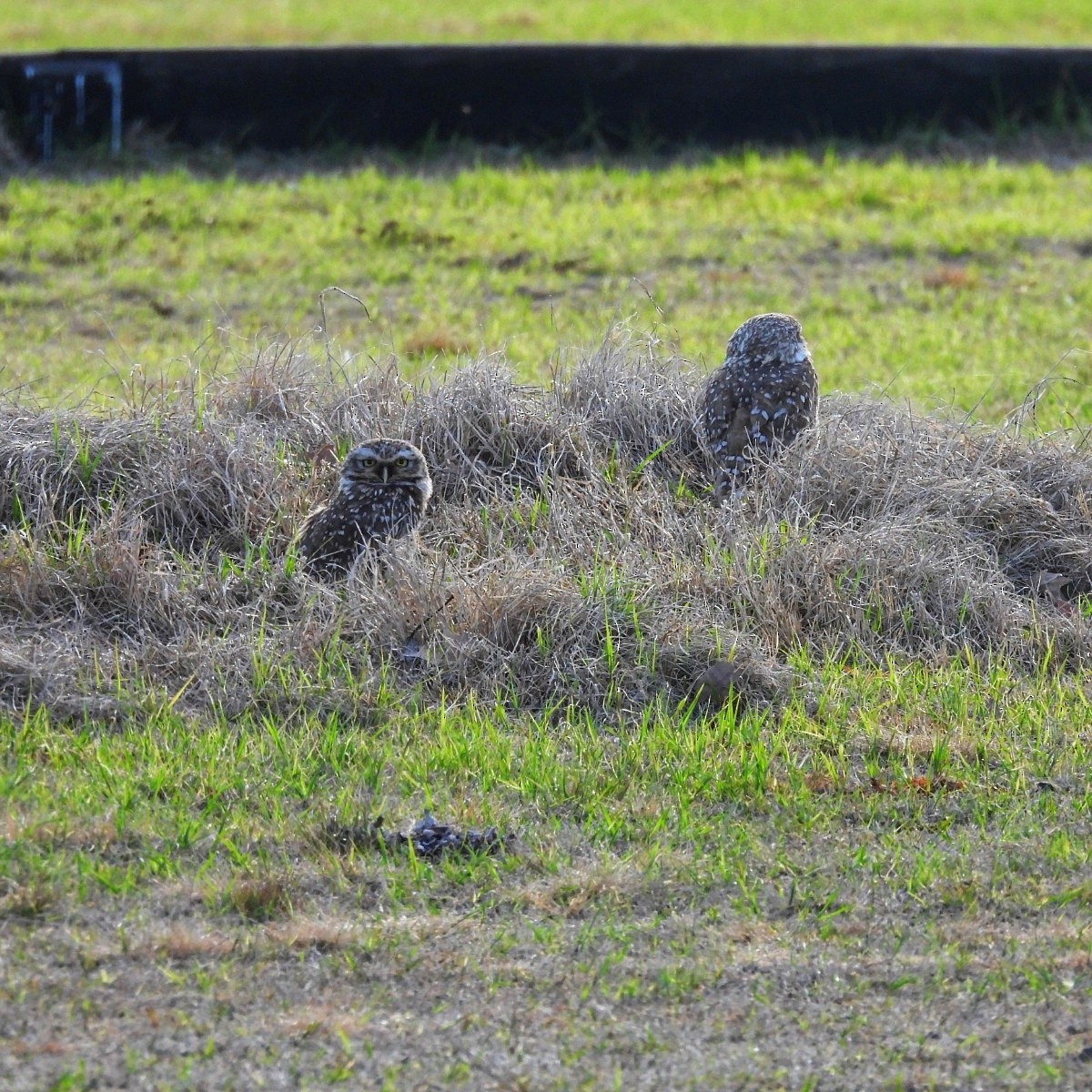 Burrowing Owl - ML623640422