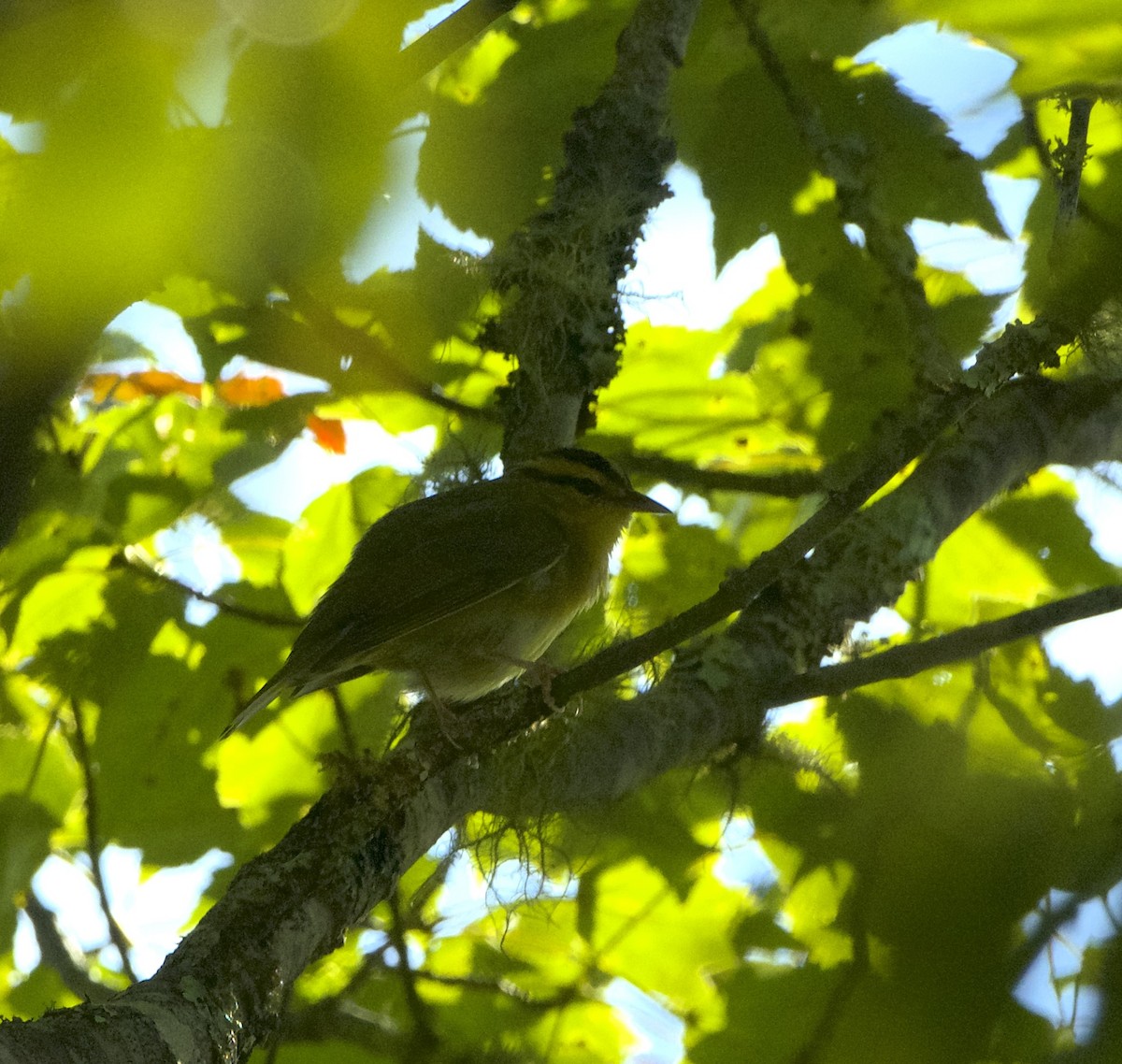 Worm-eating Warbler - ML623640423