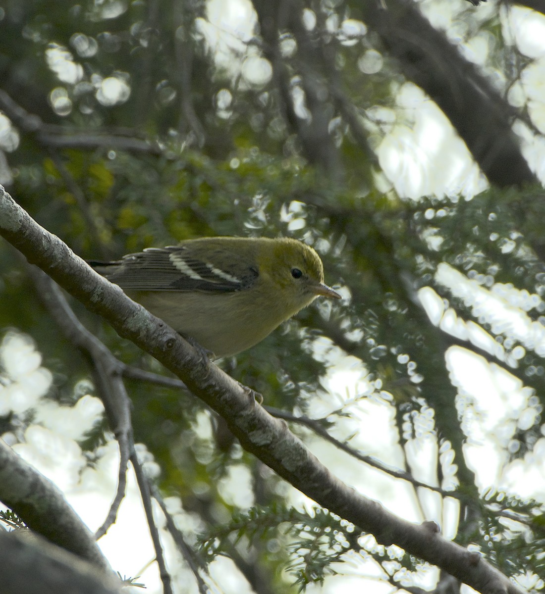 Bay-breasted Warbler - ML623640436