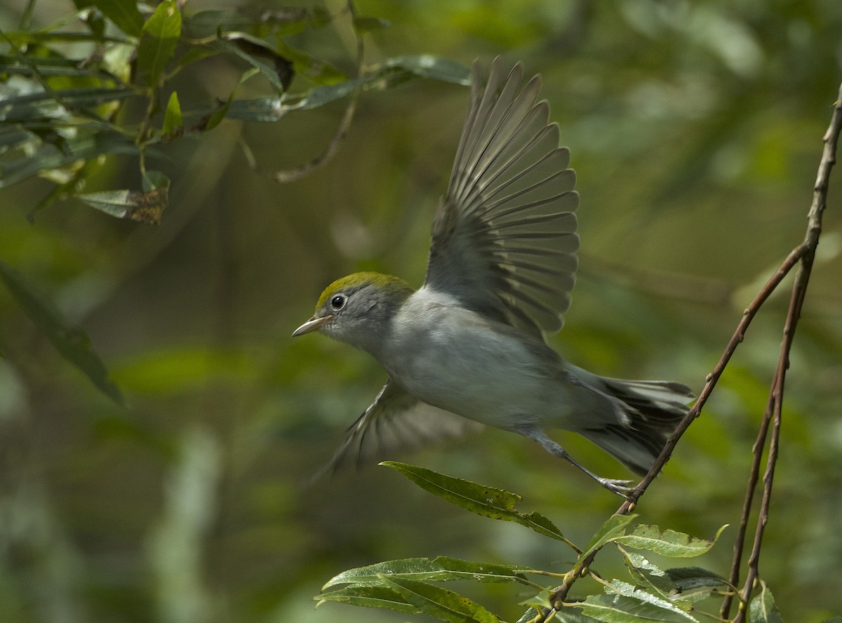 Chestnut-sided Warbler - ML623640445