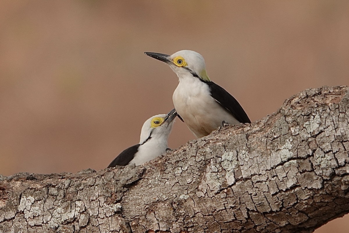 White Woodpecker - ML623640493