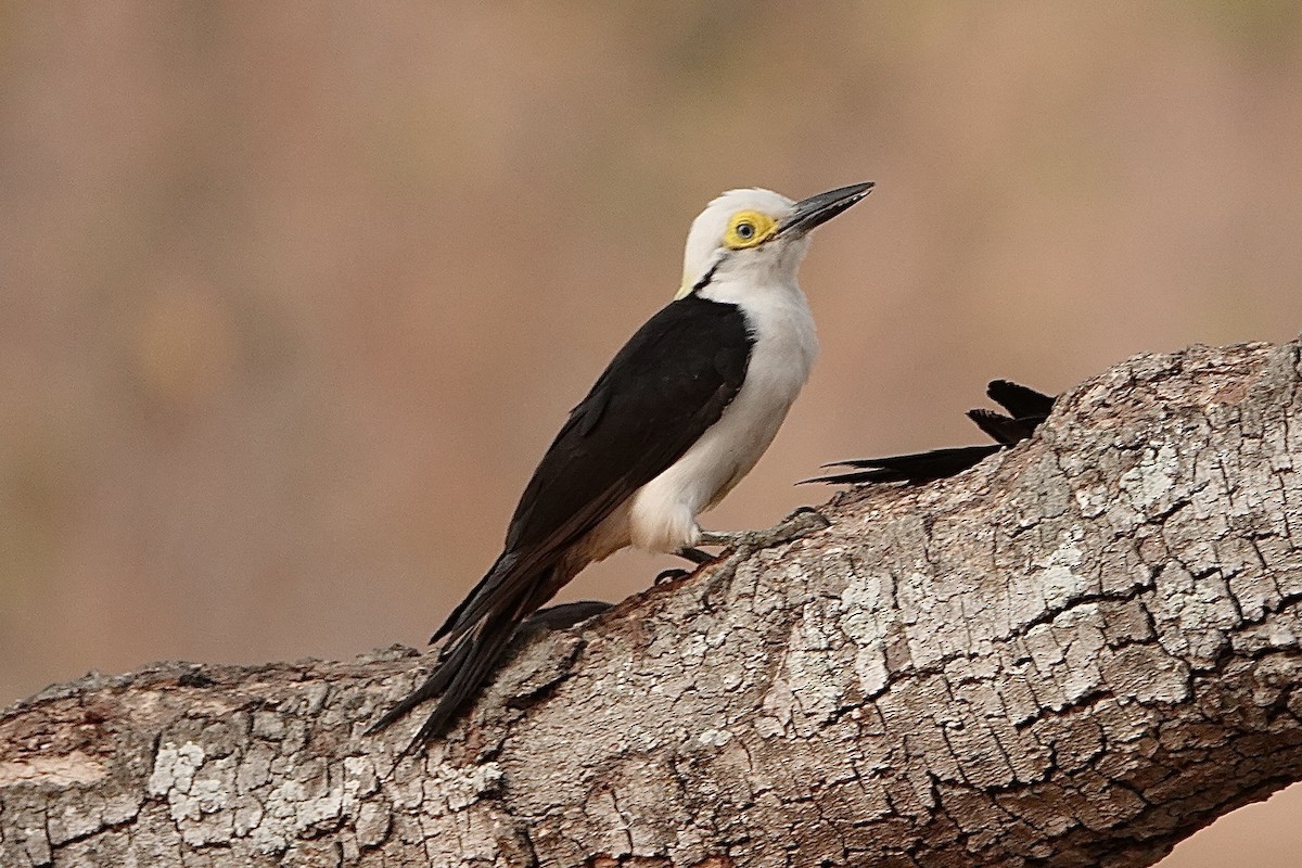 White Woodpecker - ML623640494