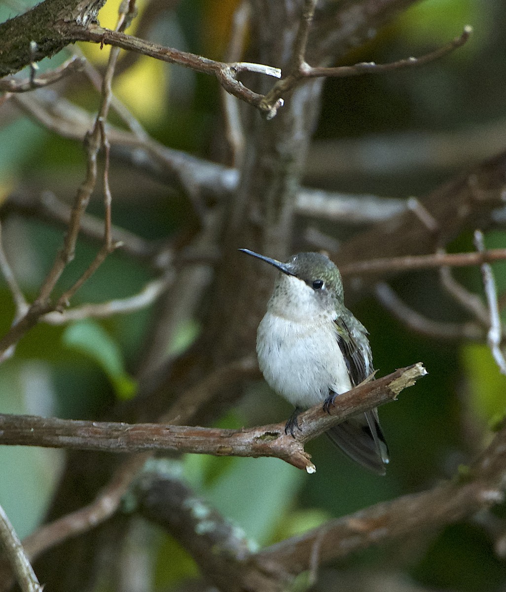 Ruby-throated Hummingbird - ML623640507