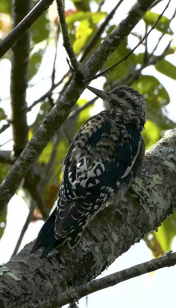 Yellow-bellied Sapsucker - ML623640517