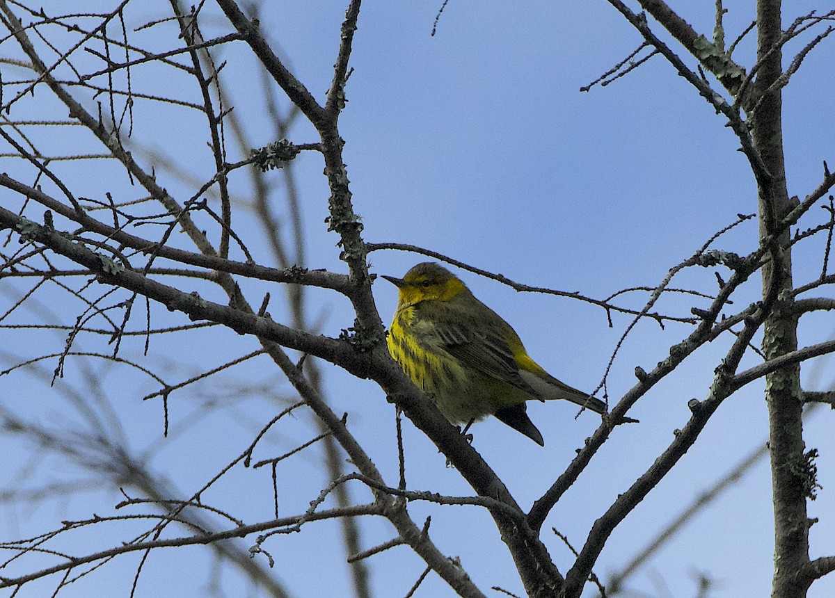 Cape May Warbler - ML623640556