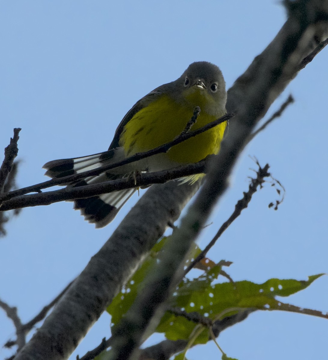 Magnolia Warbler - ML623640560