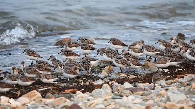 Semipalmated Sandpiper - ML623640572