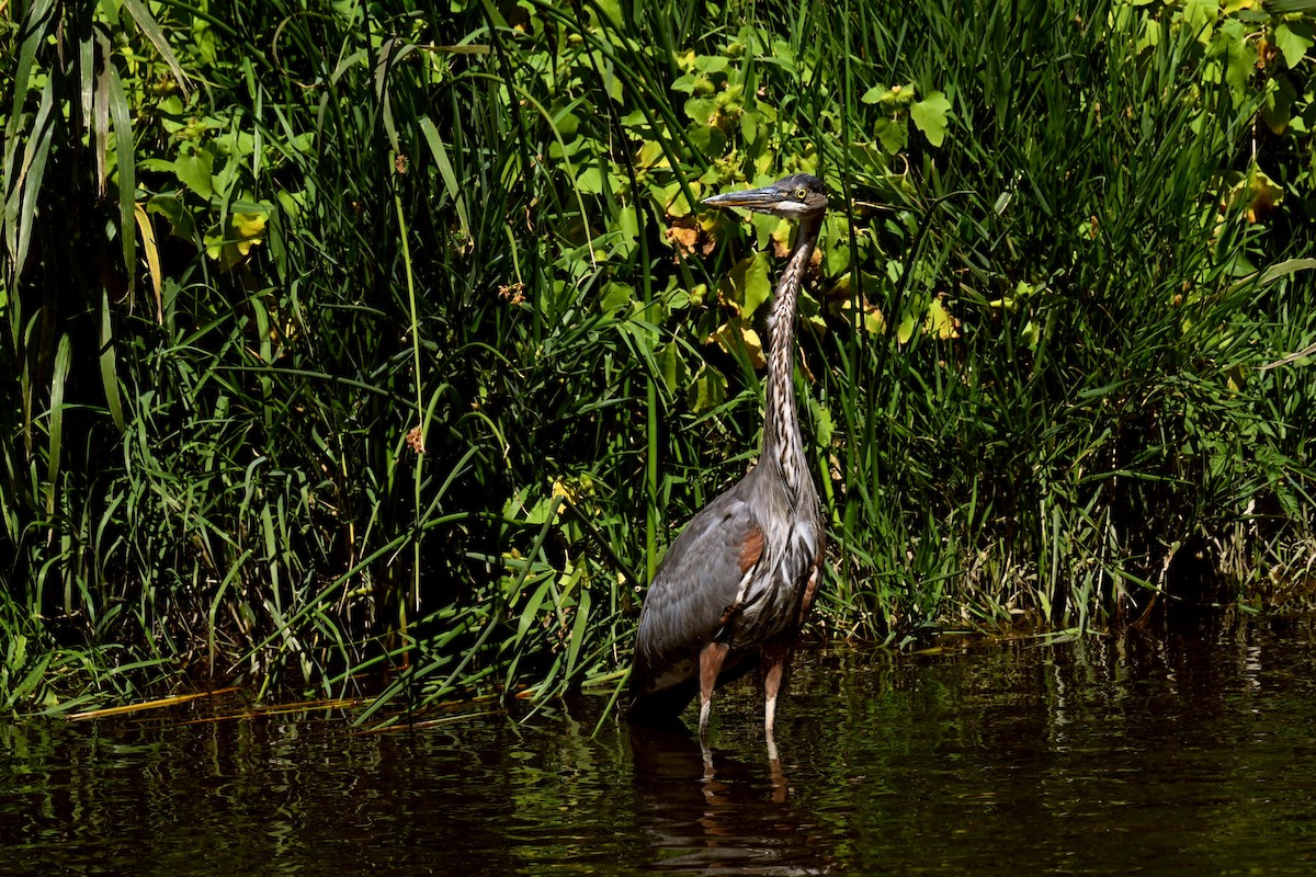 Great Blue Heron - ML623640581