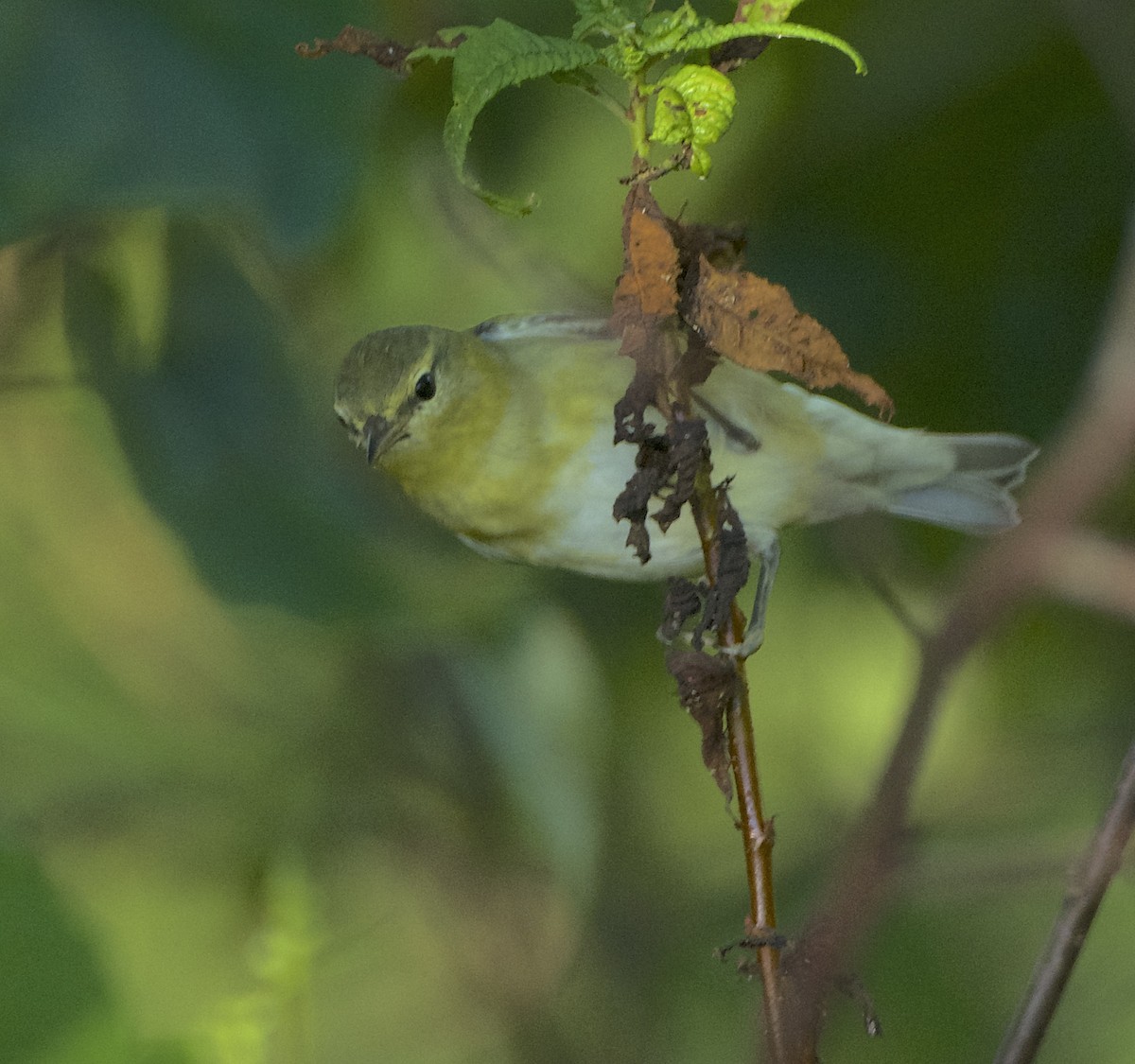 Tennessee Warbler - ML623640588