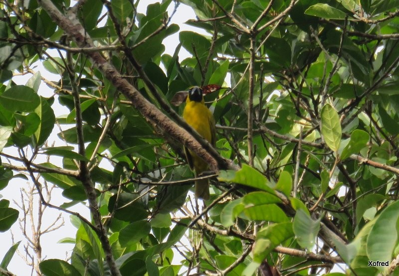 Yellow-green Grosbeak - ML623640596