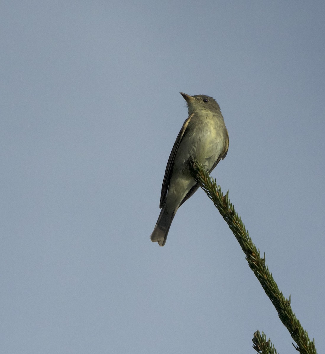 Eastern Wood-Pewee - James Taylor