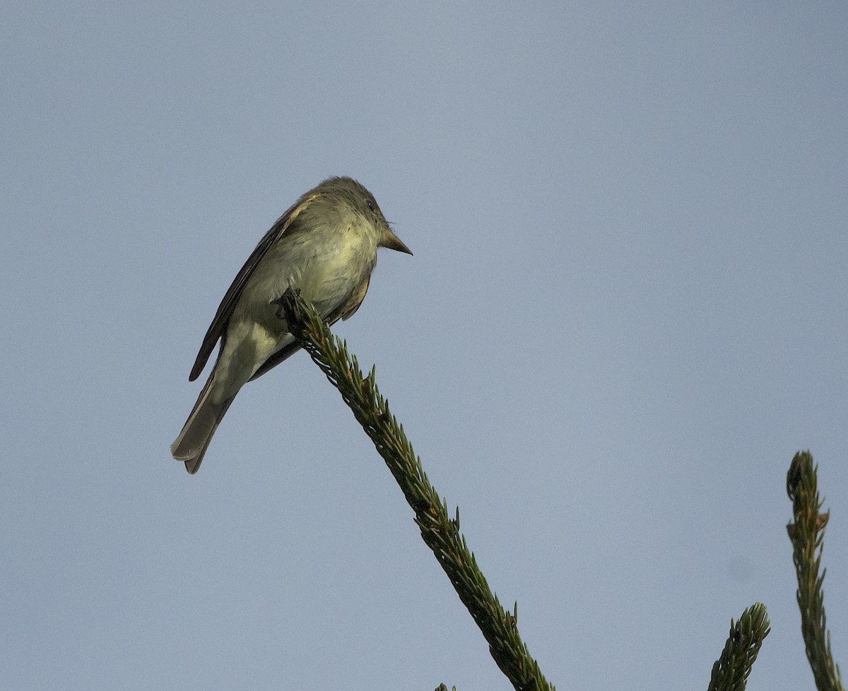 Eastern Wood-Pewee - ML623640609