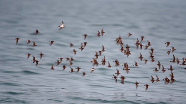 Semipalmated Sandpiper - ML623640612