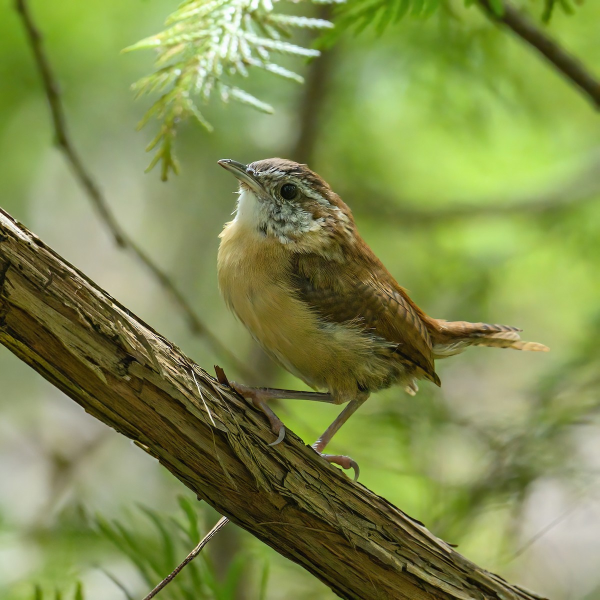 Carolina Wren - Peter Hawrylyshyn