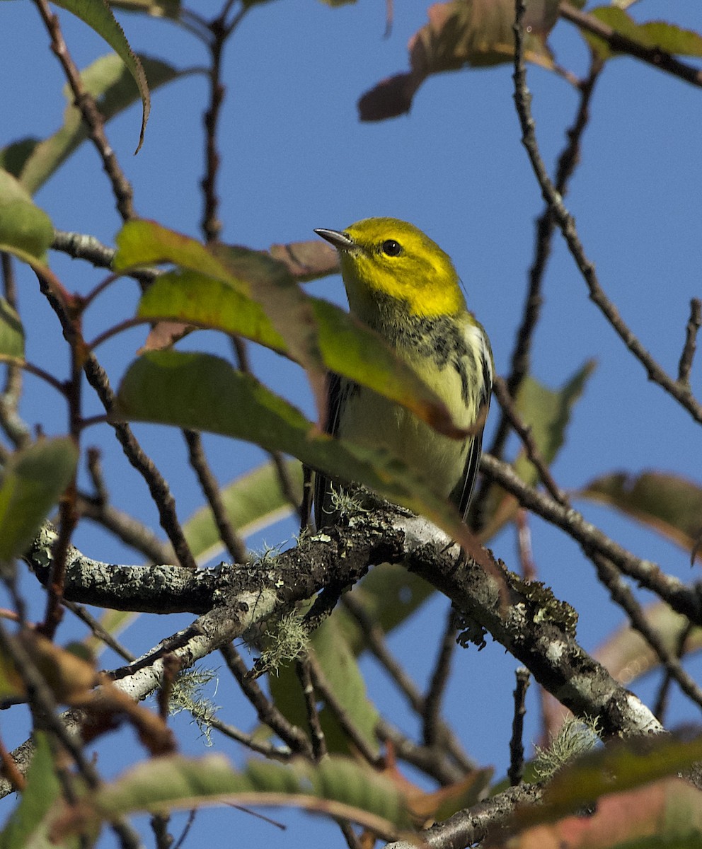 Black-throated Green Warbler - ML623640622