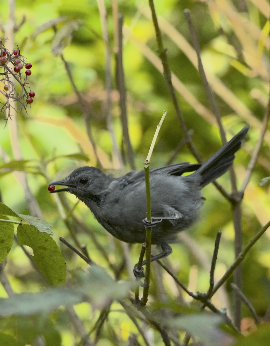 Gray Catbird - ML623640631