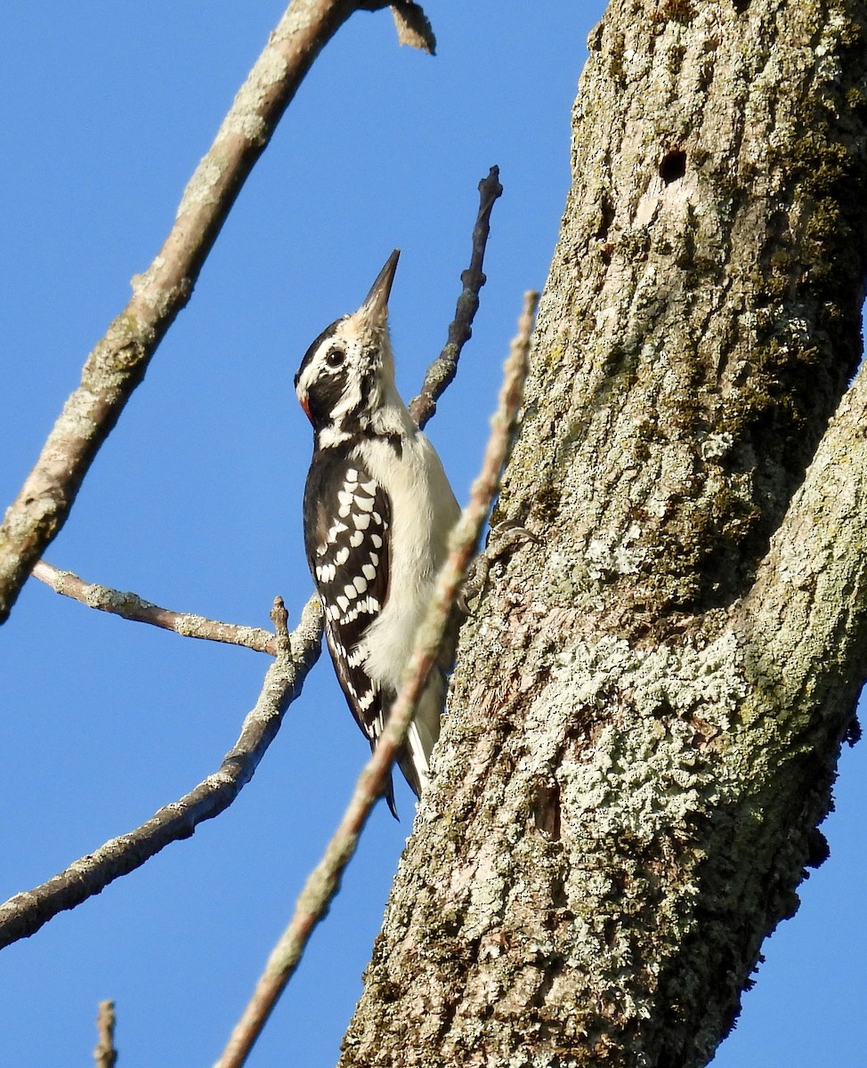 Hairy Woodpecker - ML623640638