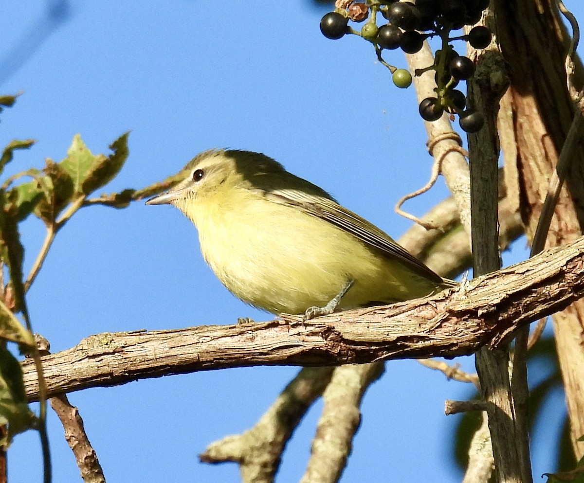 Philadelphia Vireo - ML623640640