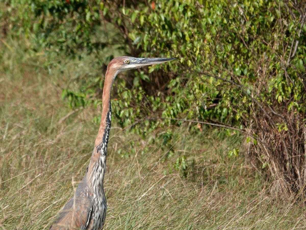 Goliath Heron - ML623640643