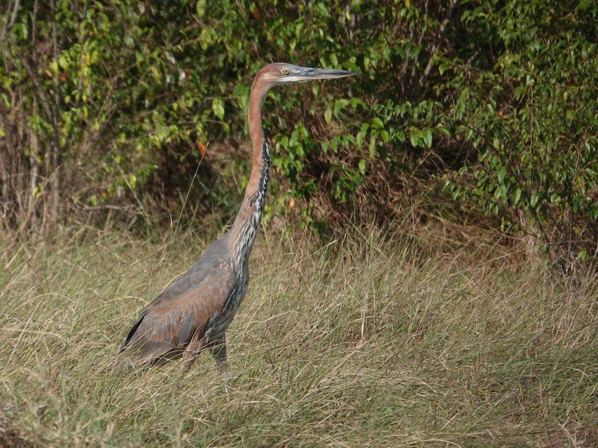 Goliath Heron - ML623640644