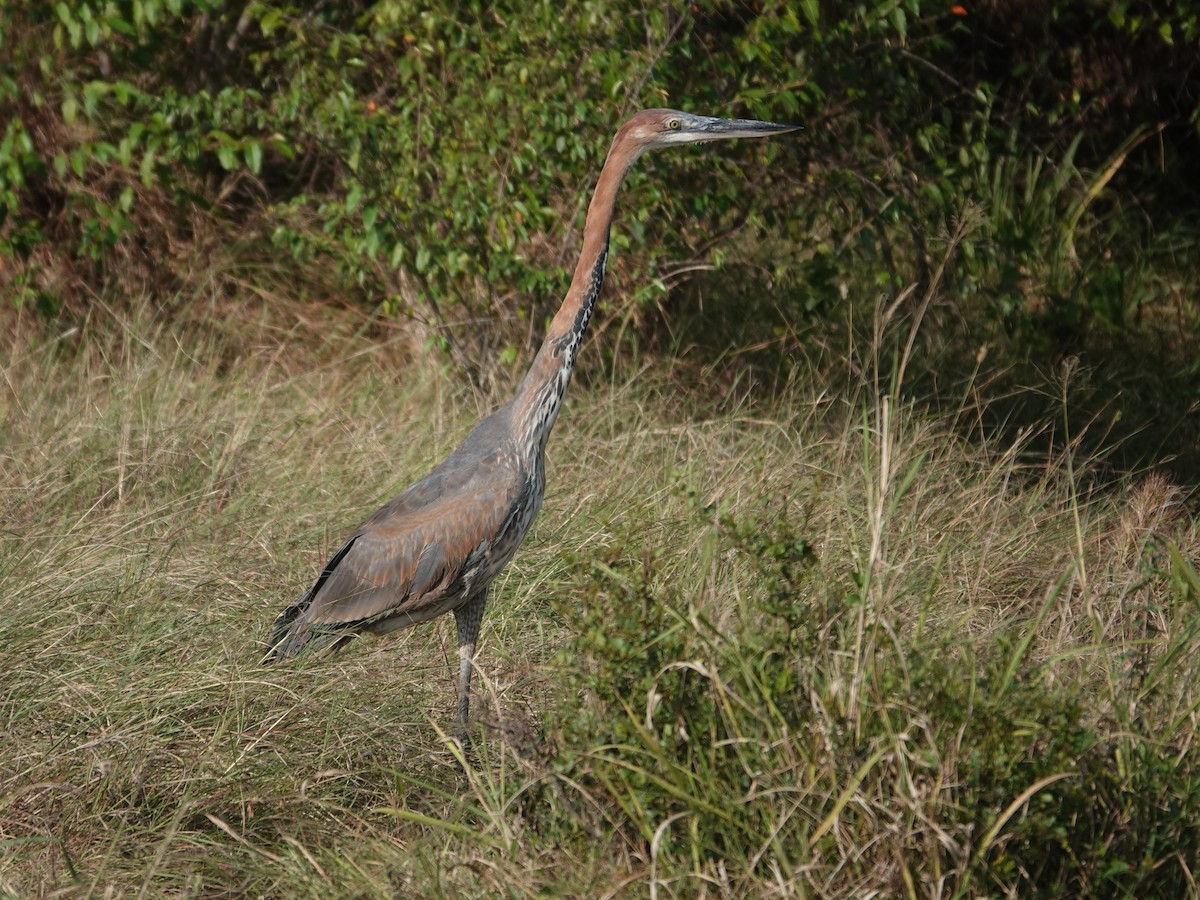 Goliath Heron - ML623640645