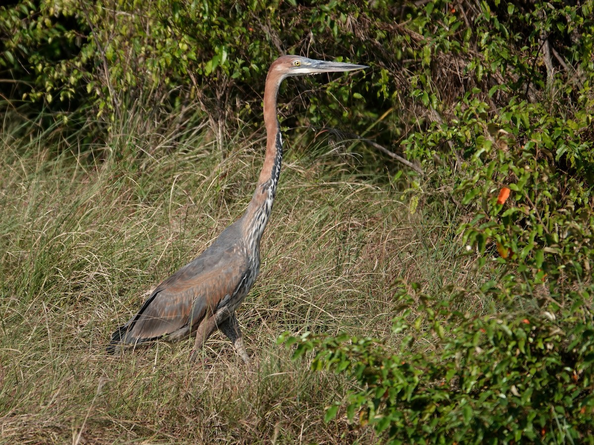 Goliath Heron - ML623640646