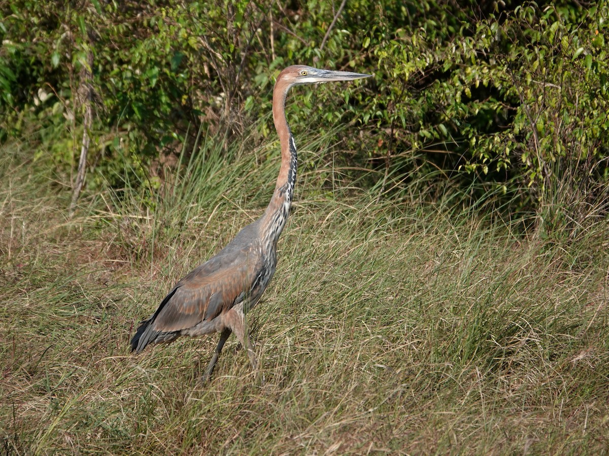 Goliath Heron - ML623640647