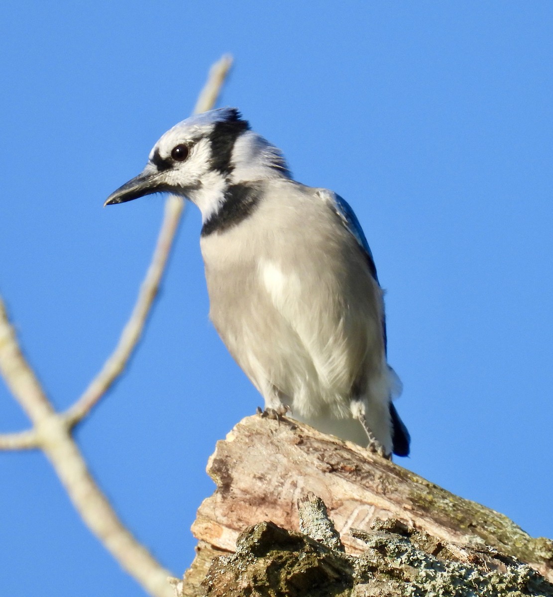 Blue Jay - ML623640648