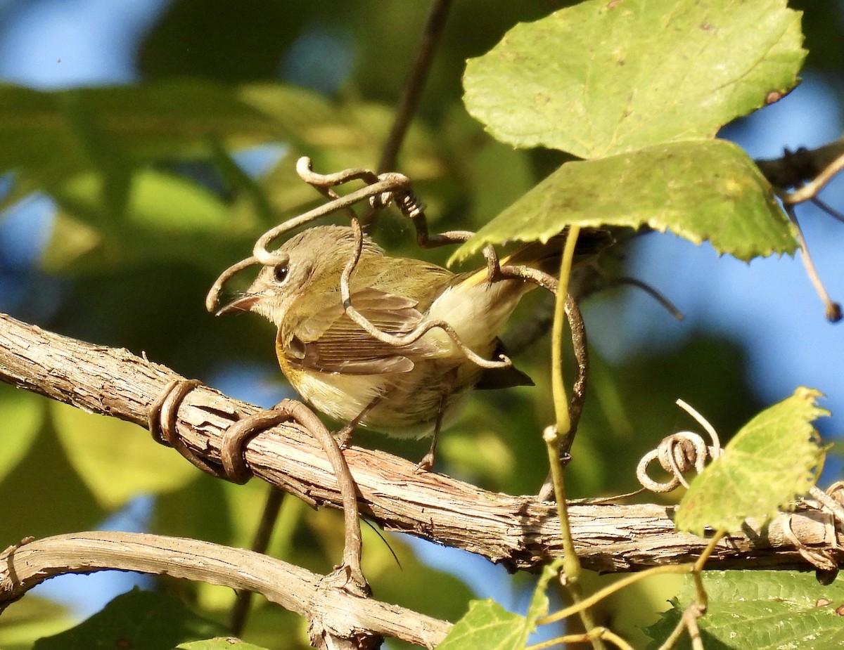 American Redstart - Tracy Wiczer