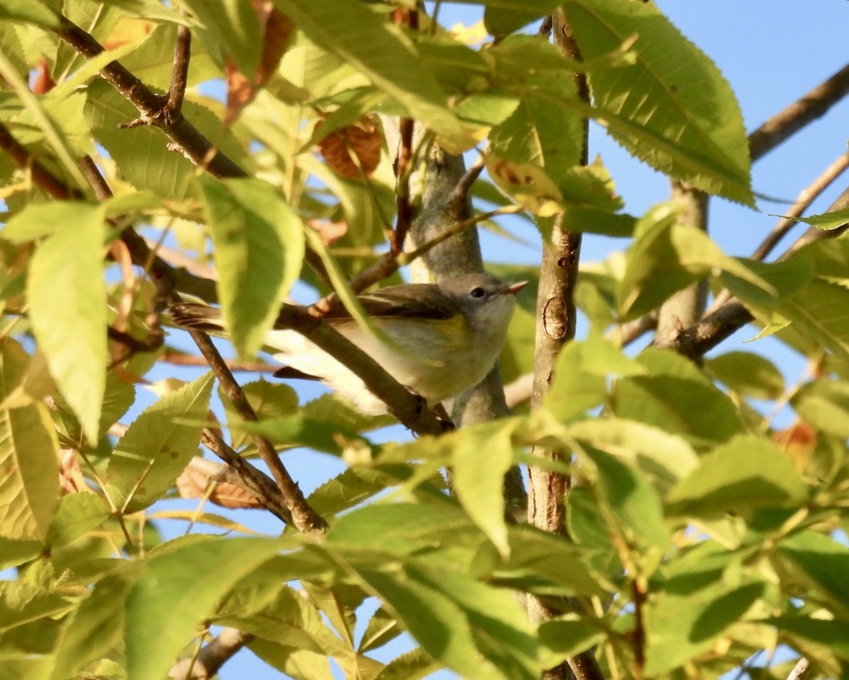 American Redstart - Tracy Wiczer