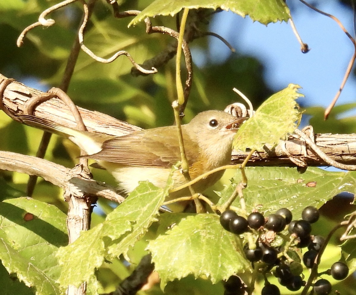 American Redstart - ML623640668