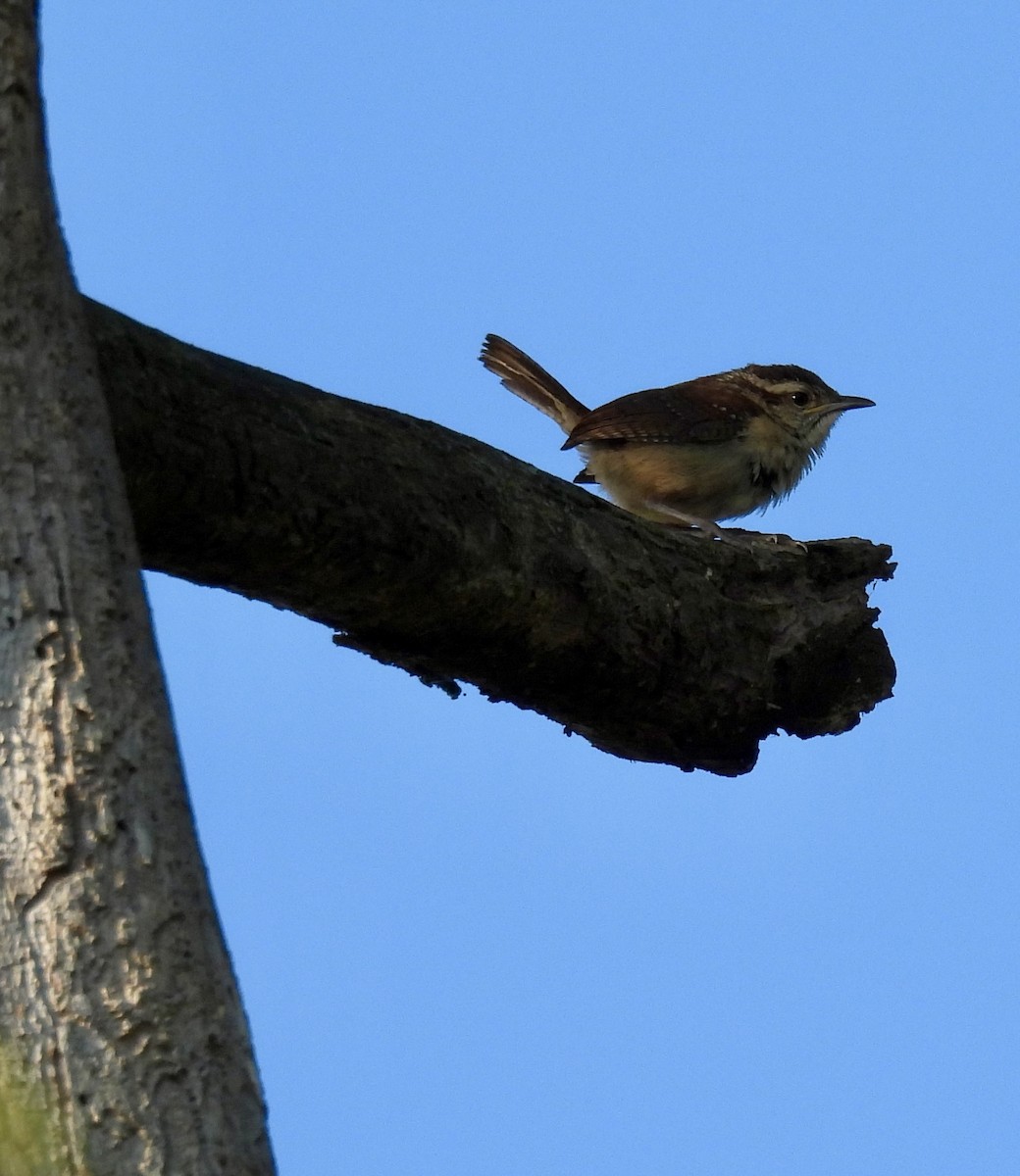 Carolina Wren - ML623640678