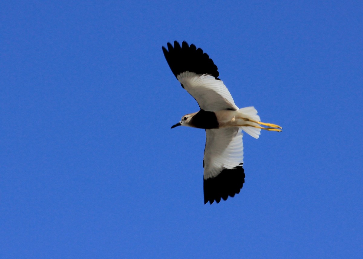 Чайка білохвоста - ML623640679