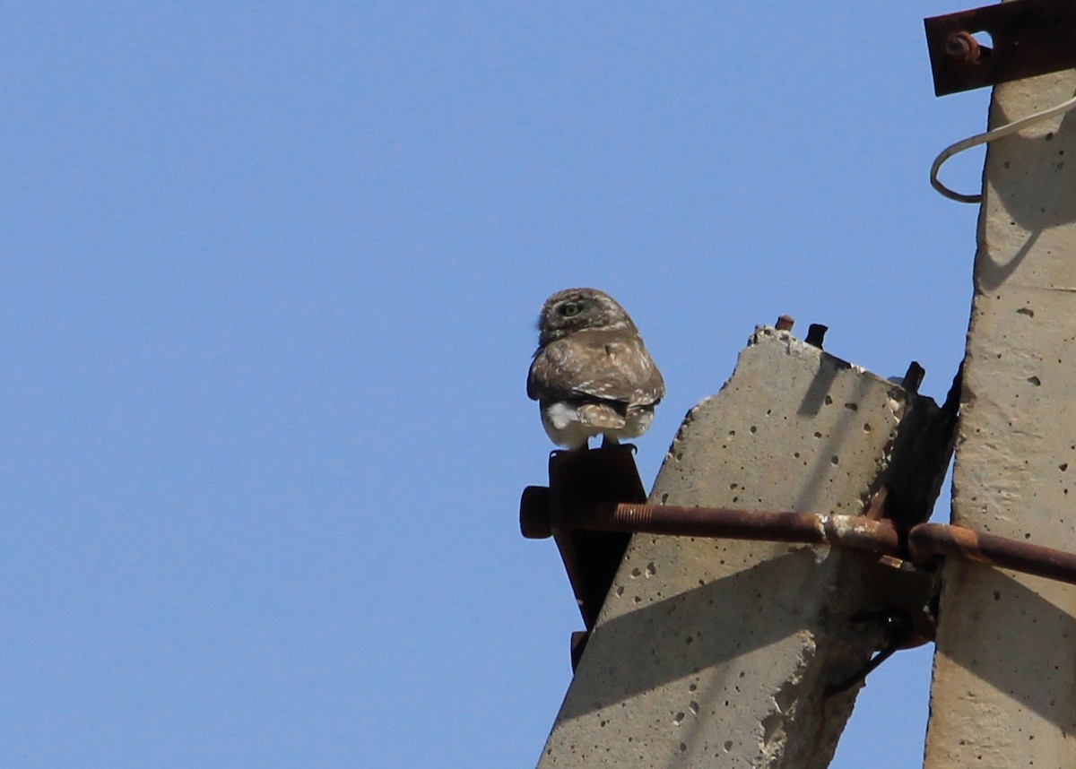 Сич хатній - ML623640681