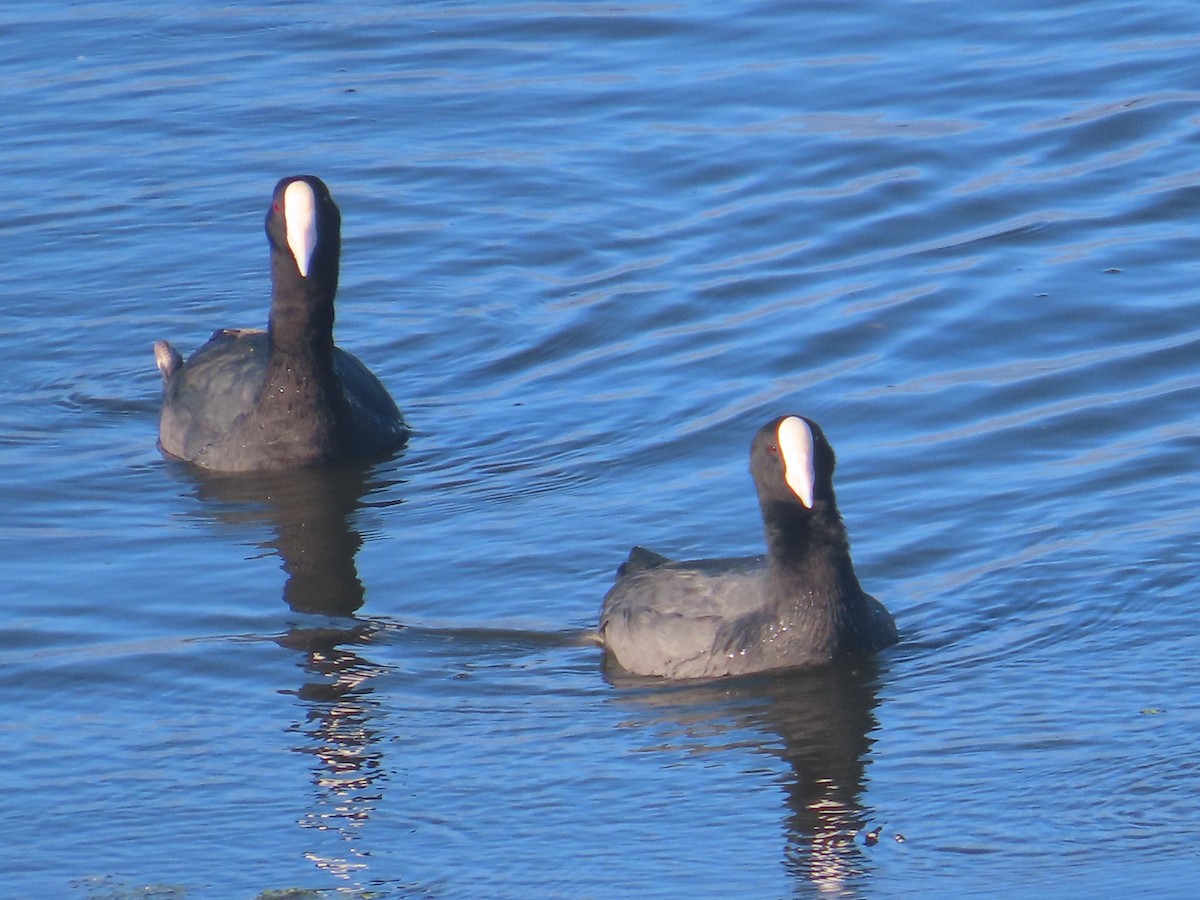 Hawaiian Coot - ML623640685