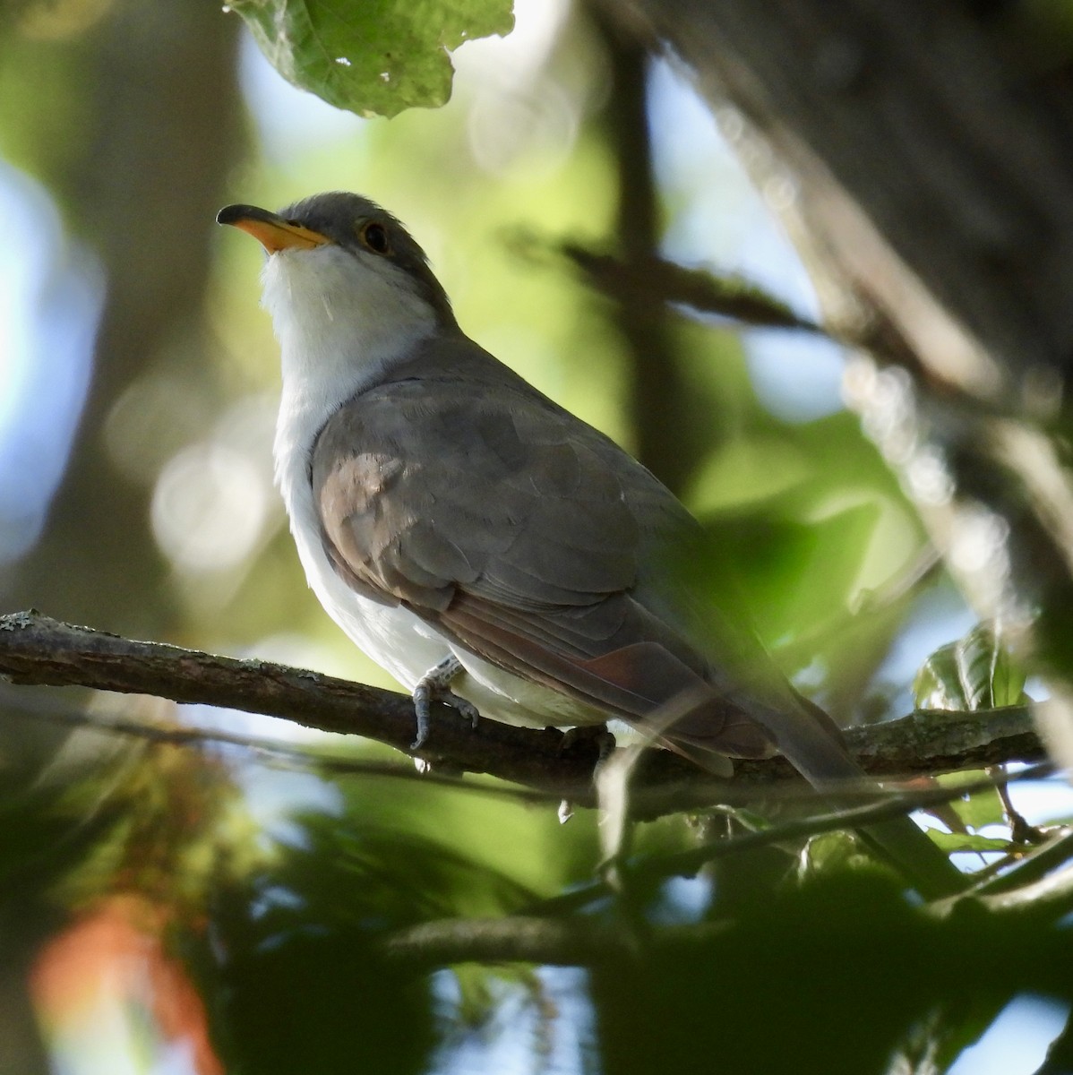 Yellow-billed Cuckoo - ML623640692