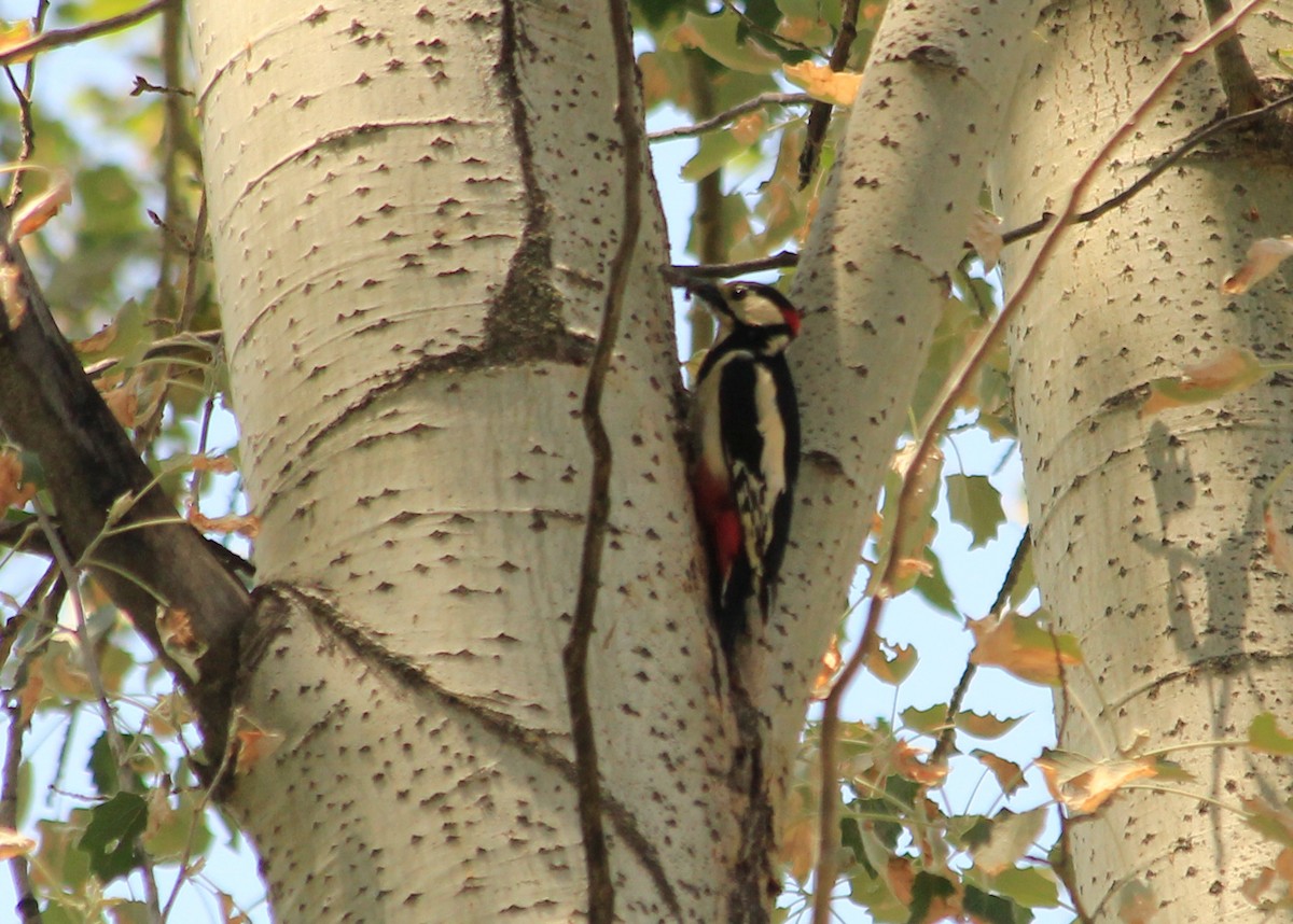 White-winged Woodpecker - ML623640701