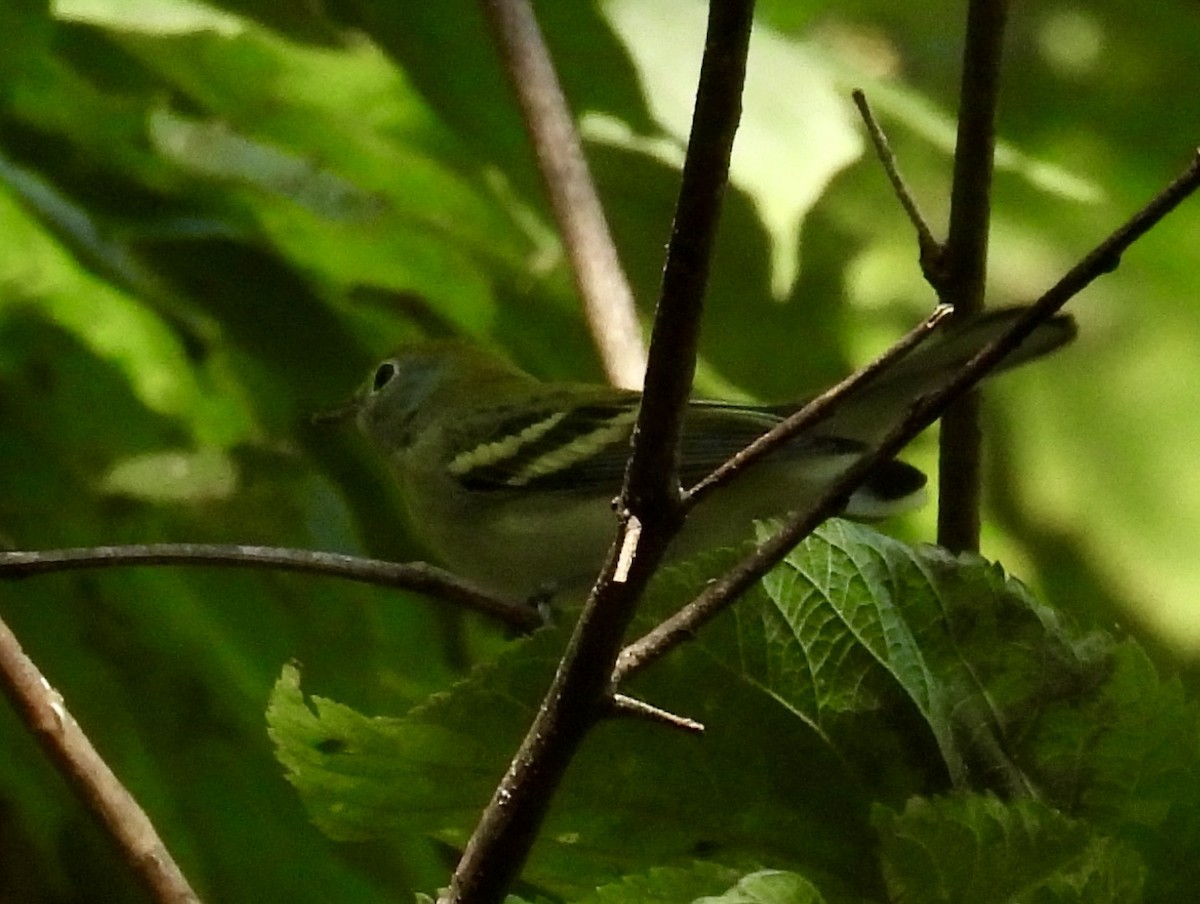 Chestnut-sided Warbler - ML623640709