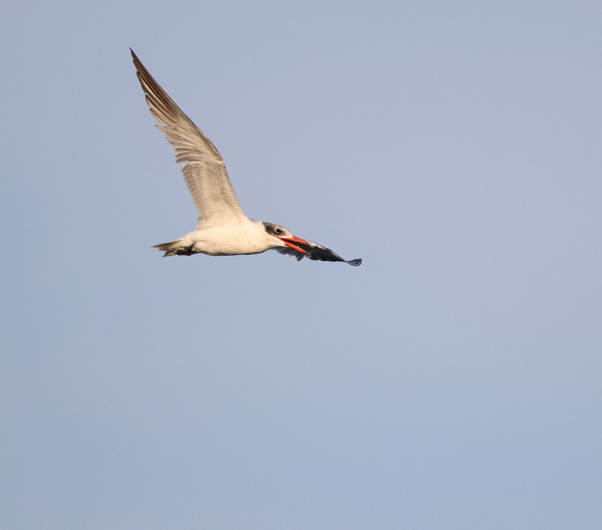 Caspian Tern - ML623640714