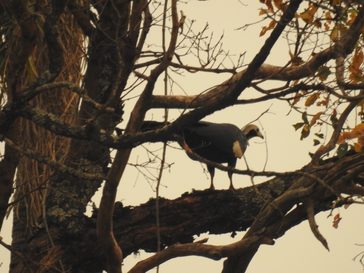 White-throated Piping-Guan - ML623640734