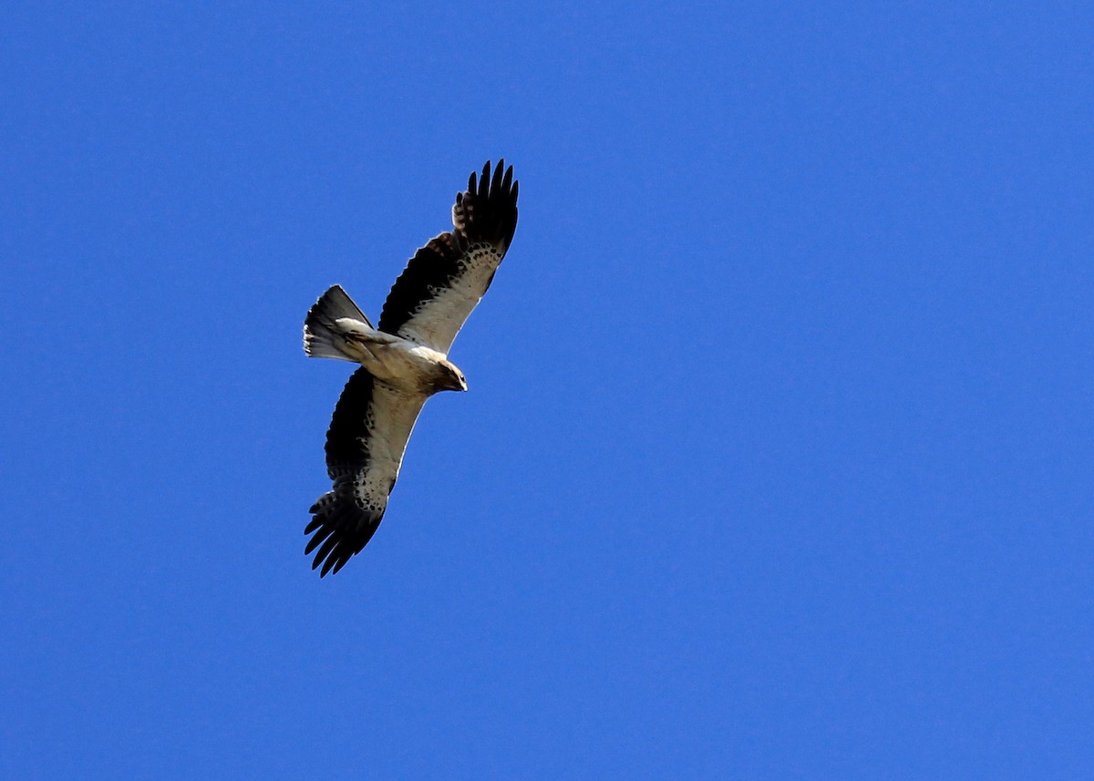 Águila Calzada - ML623640738