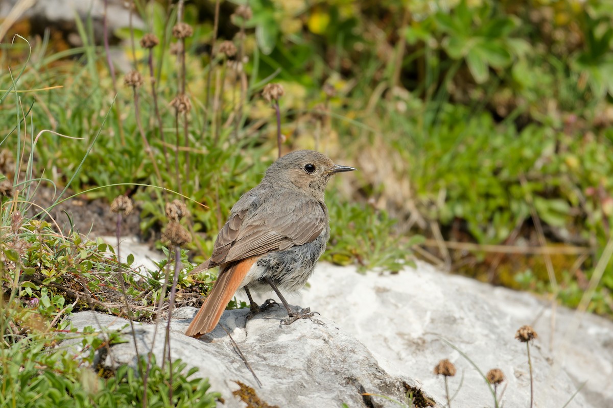 Black Redstart - ML623640750