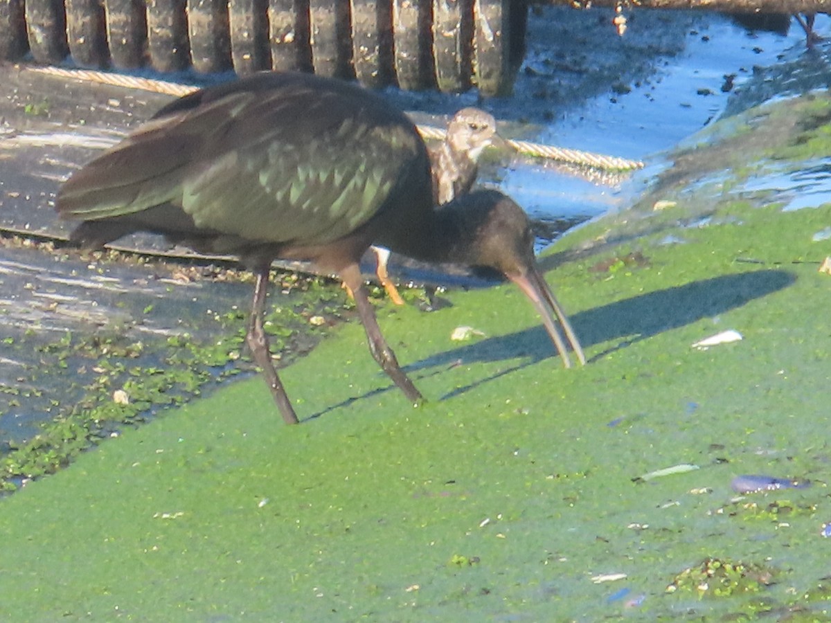 ibis americký - ML623640775