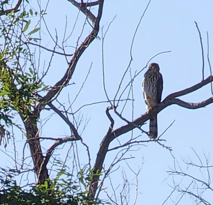 Cooper's Hawk - ML623640787