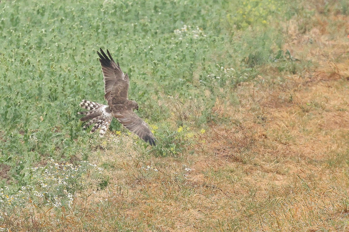 Pallid Harrier - ML623640829