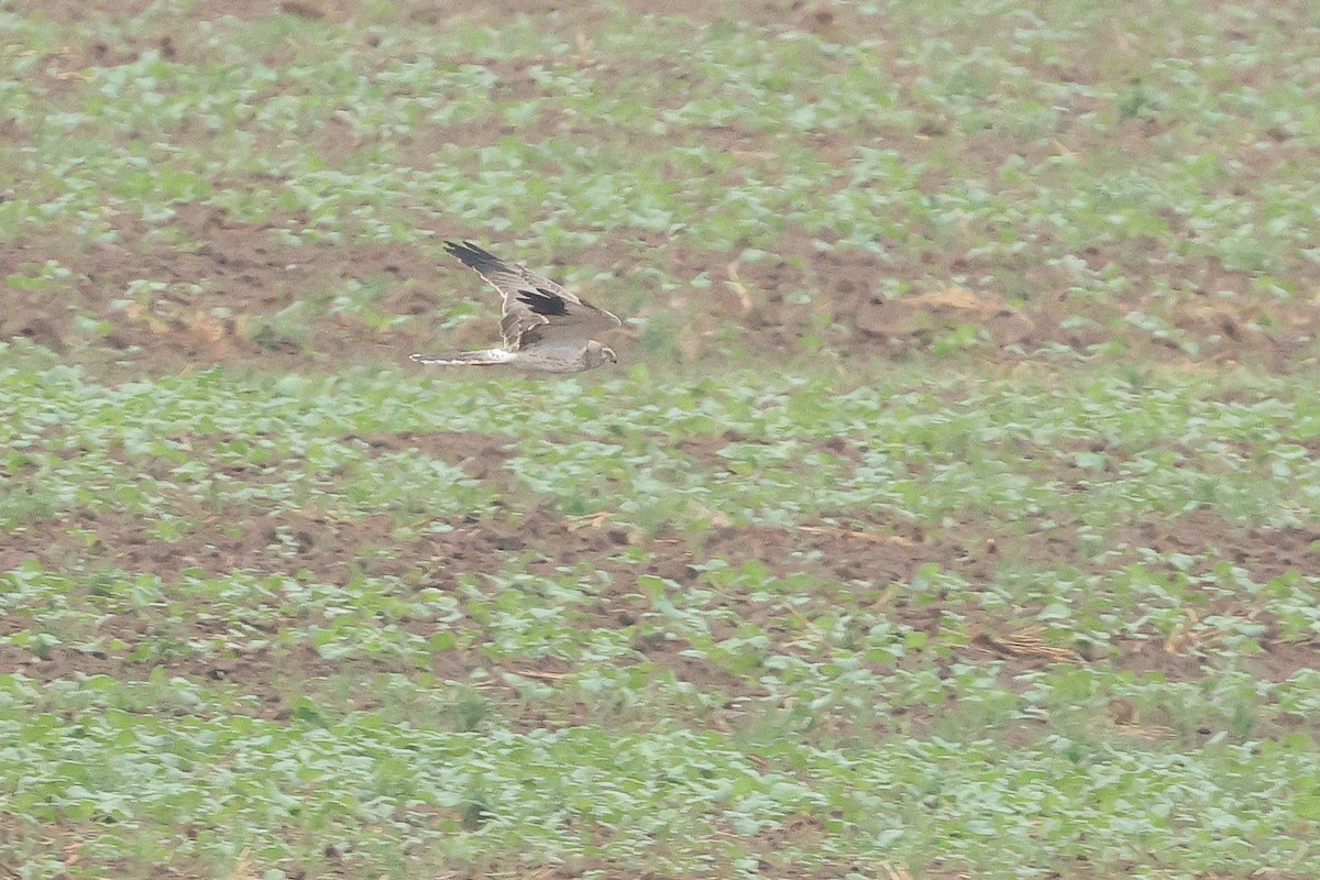 Pallid Harrier - ML623640832