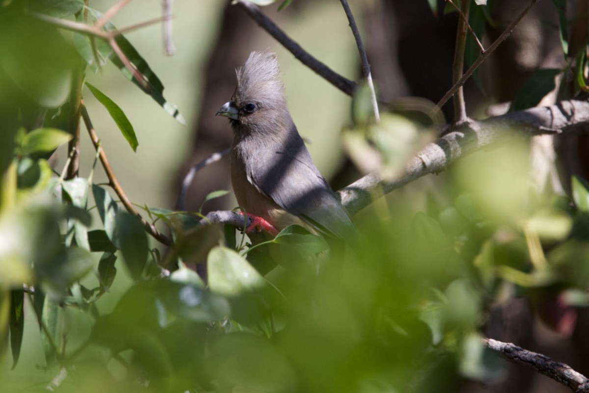 White-backed Mousebird - ML623640843