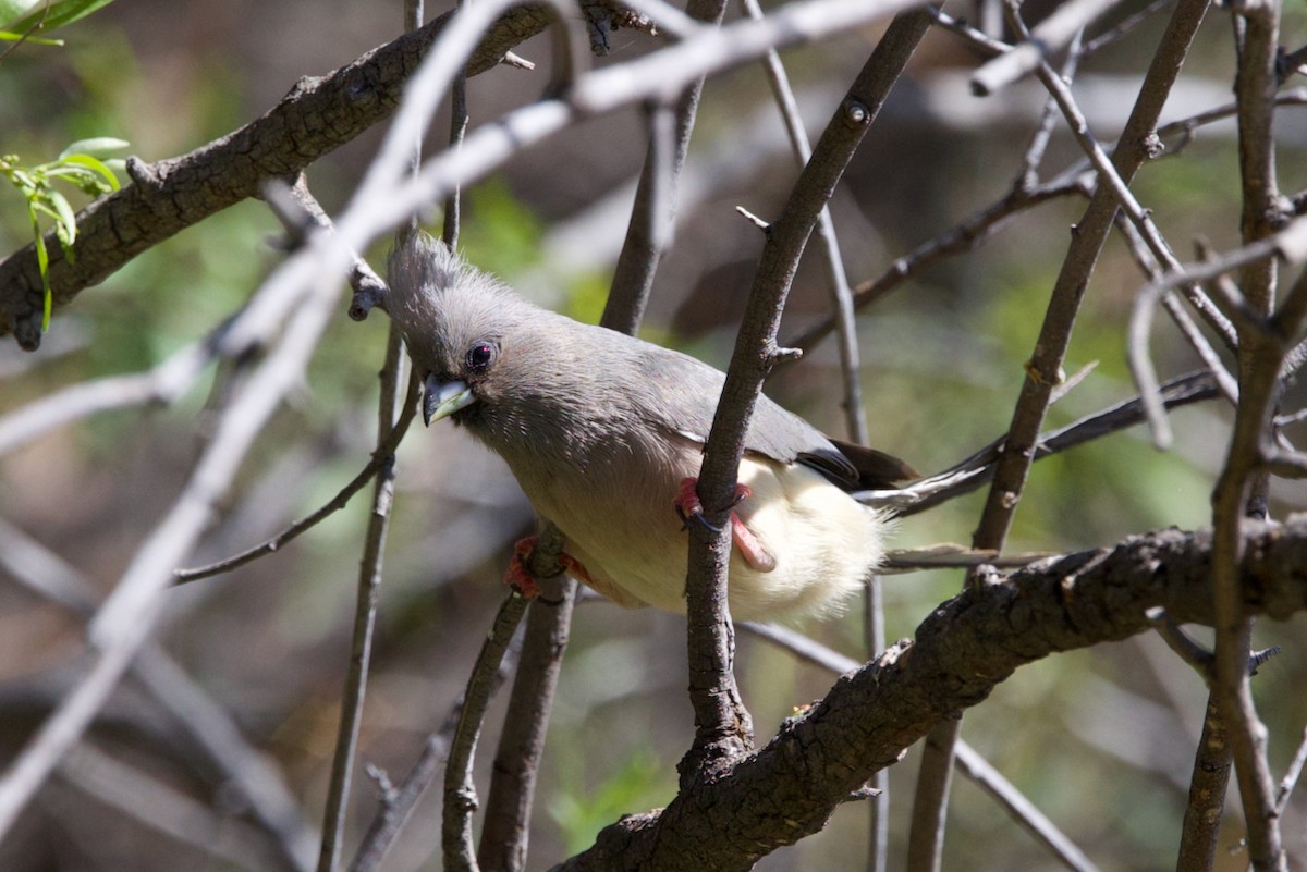 White-backed Mousebird - ML623640844