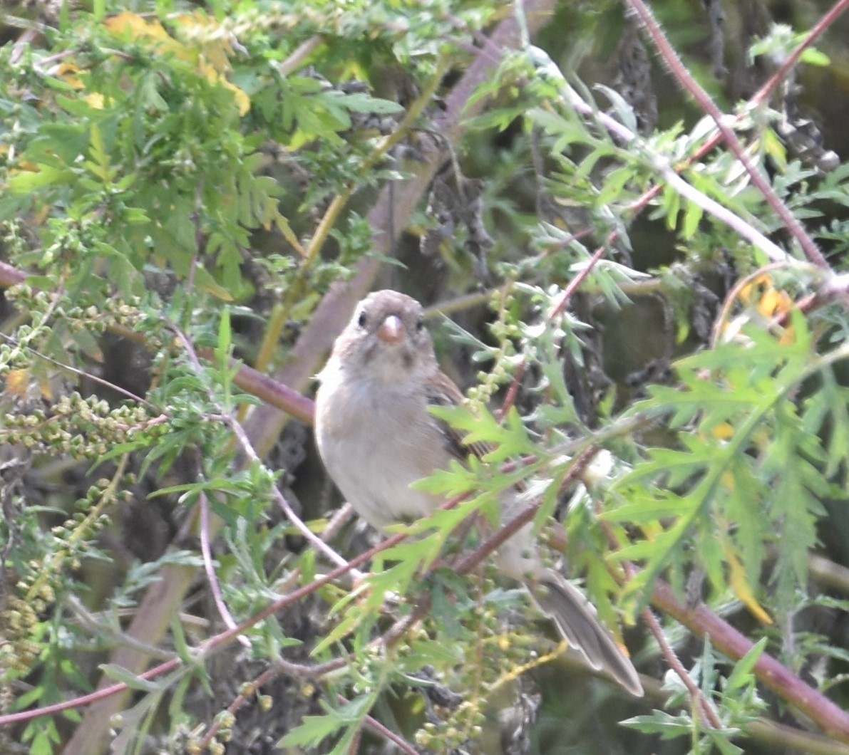 Field Sparrow - Ulrike Guggenheim